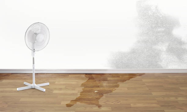 Best Local water damage restoration  in Oakland Park, FL
